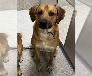 Pyrenees Ridgeback Dogs for adoption in Lancaster, PA, USA