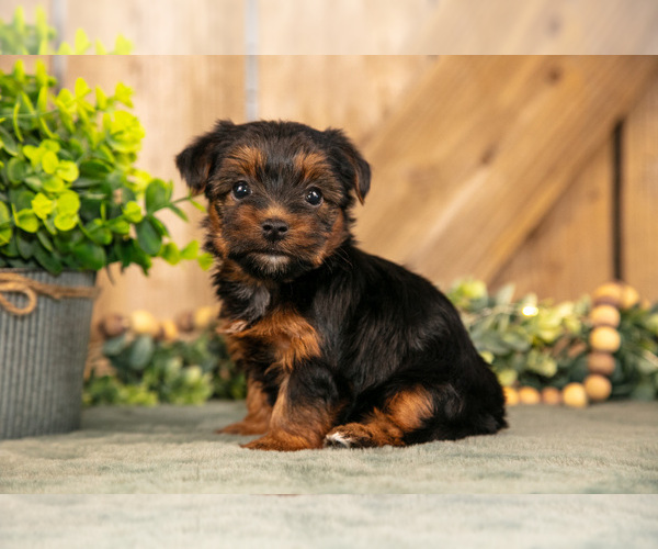 Medium Photo #1 Yorkshire Terrier Puppy For Sale in GREENWICH, OH, USA