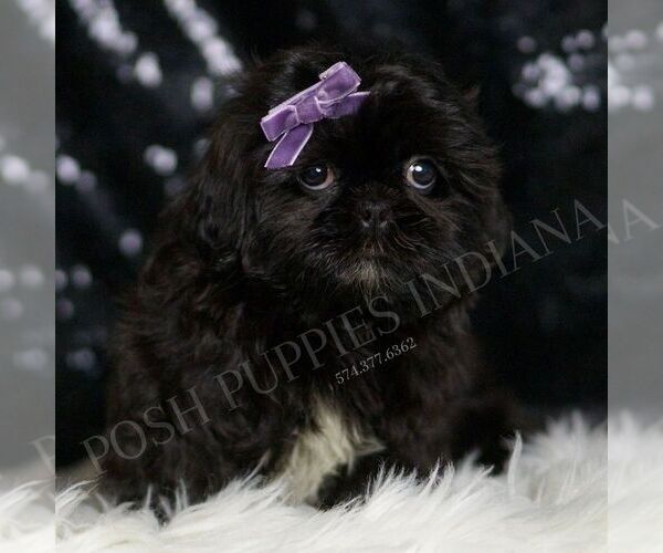 Medium Photo #9 Shih Tzu Puppy For Sale in WARSAW, IN, USA