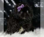 Small Photo #9 Shih Tzu Puppy For Sale in WARSAW, IN, USA