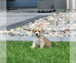 Small Labrador Retriever Mix