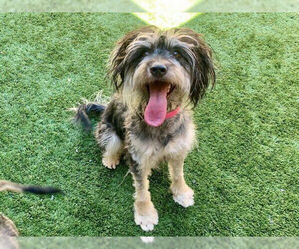 Medium Photo #1 Mutt Puppy For Sale in Moreno Valley, CA, USA