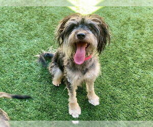 Mutt Dogs for adoption in Moreno Valley, CA, USA