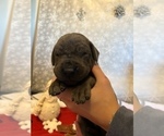 Small Photo #3 Great Dane Puppy For Sale in AMELIA, VA, USA