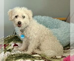 Small Bichon Frise