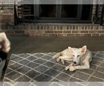 Small #7 German Shepherd Dog-Huskies  Mix