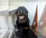 Small #1 Rottweiler
