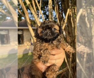 Shih Tzu Puppy for Sale in FRAMINGHAM, Massachusetts USA