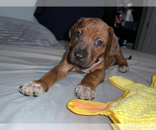 Medium Photo #16 Rhodesian Ridgeback Puppy For Sale in MURFREESBORO, TN, USA