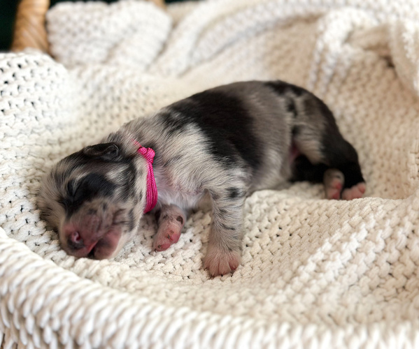 Medium Photo #4 Australian Shepherd Puppy For Sale in BOUTON, IA, USA