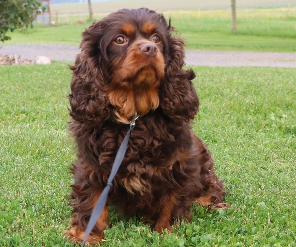 Medium Photo #1 Cavapoo Puppy For Sale in THORP, WI, USA