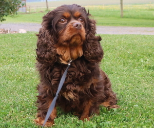 Father of the Cavapoo puppies born on 05/08/2025
