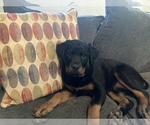 Small Photo #1 Rottweiler Puppy For Sale in CLEVELAND, OH, USA