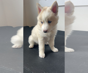 Siberian Husky Puppy for sale in CHICAGO, IL, USA