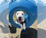 Small #2 Labrador Retriever Mix