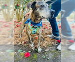 Small #6 Plott Hound Mix