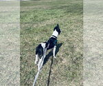 Small #6 Labrador Retriever Mix