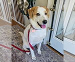 Small #17 Great Pyrenees Mix