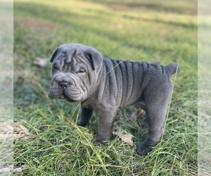 Chinese Shar-Pei Puppy for sale in CAYCE, SC, USA