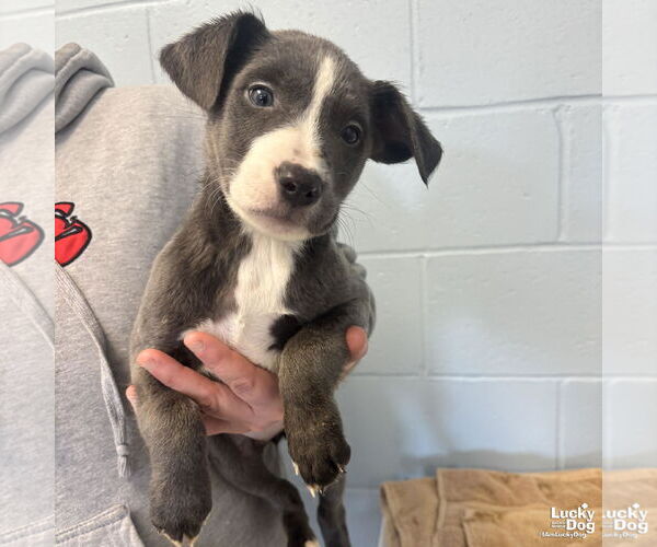 Medium Photo #1 Labrador Retriever-Unknown Mix Puppy For Sale in Washington, DC, USA