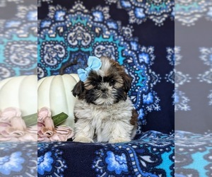 Shih Tzu Puppy for sale in HOLTWOOD, PA, USA