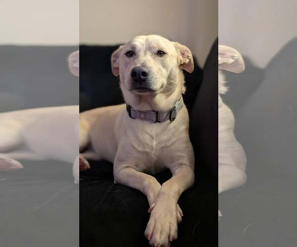 Medium Photo #4 Labrador Retriever-Unknown Mix Puppy For Sale in Sykesville, MD, USA