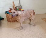 Small #5 Mutt