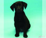 Small #2 Labrador Retriever Mix