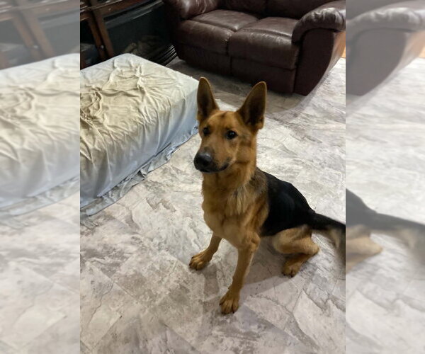 Medium Photo #3 German Shepherd Dog Puppy For Sale in Aurora, IN, USA