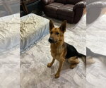 Small #2 German Shepherd Dog
