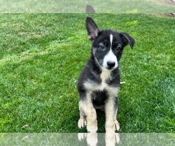 Medium Photo #20 German Shepherd Dog Puppy For Sale in JURUPA VALLEY, CA, USA