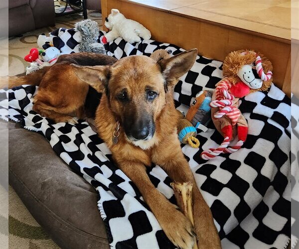 Medium Photo #3 German Shepherd Dog Puppy For Sale in  Ramona, CA, USA