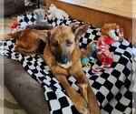Small #2 German Shepherd Dog