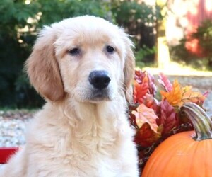 Golden Retriever Puppy for Sale in JONES, Michigan USA