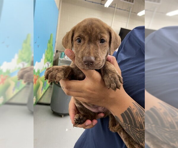 Medium Photo #1 Labrador Retriever-Unknown Mix Puppy For Sale in Waco, TX, USA