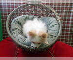 Small #2 Pomeranian