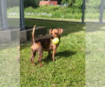 Small #1 Dachshund