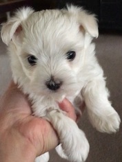 Maltese Puppy for sale in ROFF, OK, USA