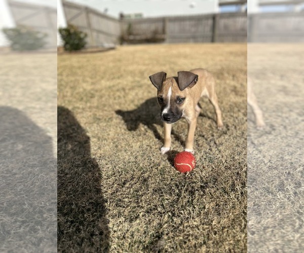 Medium Photo #3 Mutt Puppy For Sale in Greenville, SC, USA