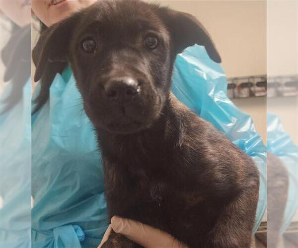 Medium Photo #1 Holland Shepherd-Unknown Mix Puppy For Sale in Bakersfield, CA, USA