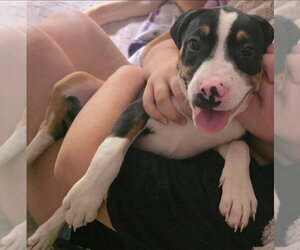 American Pit Bull Terrier-Unknown Mix Dogs for adoption in Chester, VA, USA