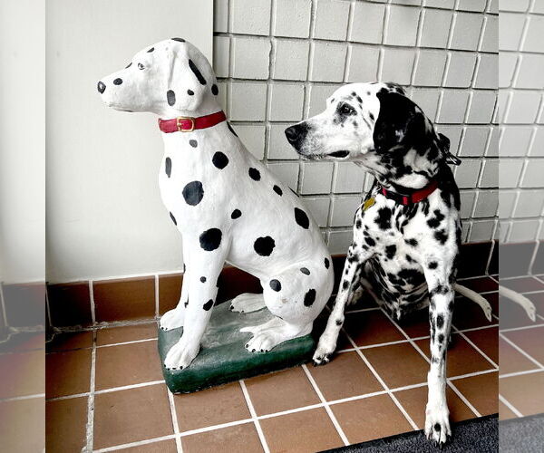 Medium Photo #6 Dalmatian Puppy For Sale in Sandy, UT, USA