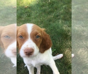 Brittany Puppy for sale in CASHTON, WI, USA