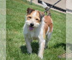 Small #1 Red Heeler Mix