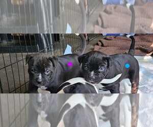 American Staffordshire Terrier Puppy for sale in AKRON, OH, USA