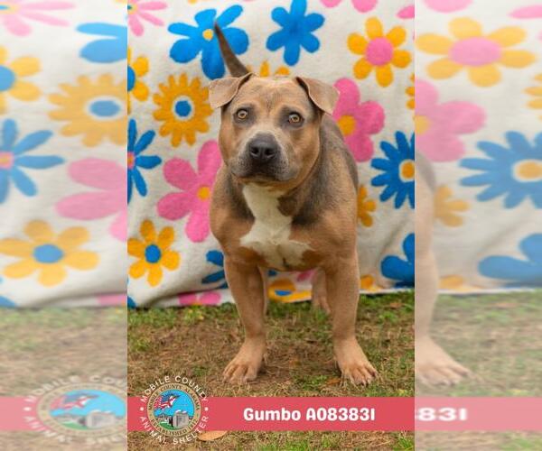 Medium Photo #2 American Bulldog-Unknown Mix Puppy For Sale in Mobile, AL, USA