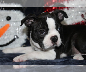 Boston Terrier Puppy for sale in BROOKSVILLE, FL, USA