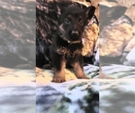 Small Photo #4 German Shepherd Dog Puppy For Sale in OKC, OK, USA