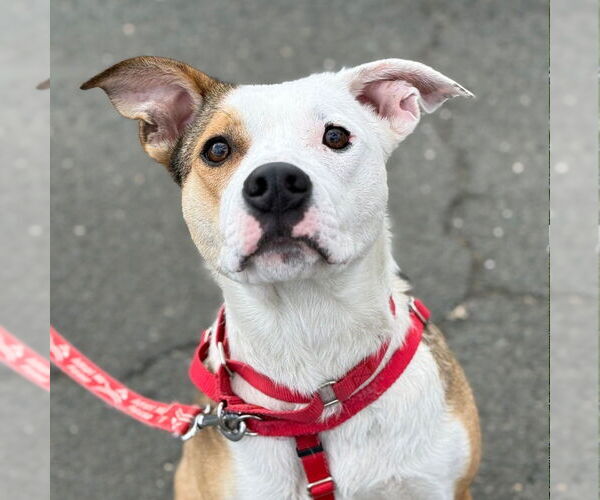 Medium Photo #13 Mutt Puppy For Sale in Canton, CT, USA