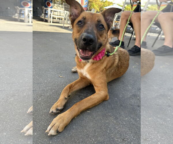 Medium Photo #1 German Shepherd Dog-Unknown Mix Puppy For Sale in Newport Beach, CA, USA